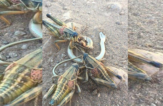 Dakikalar içinde oldu sadece 2 küçük çekirgeydi...