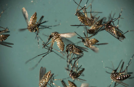 Tehlike kapıya dayandı! Zika kabusu şimdi de Türkiye'de