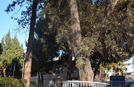 Proje değiştirildi: Kimse o ağaca dokunamıyor!