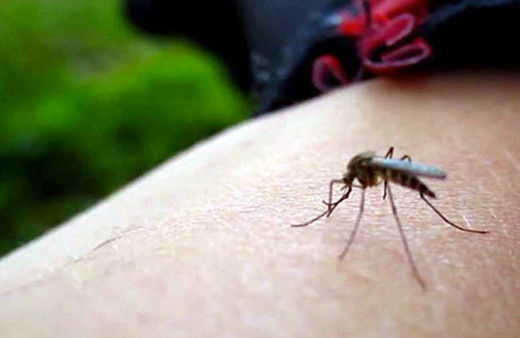 Zika virüsü 7 yıl içerisinde Anadolu'yu ele geçirecek