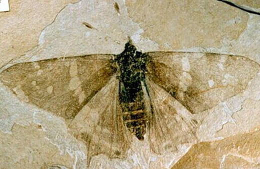 Eski çağlardan kalma kelebek fosilleri bulundu