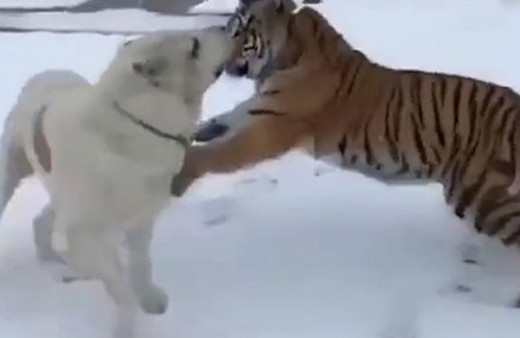 Türkmen çoban köpeği kaplanla karşı karşıya