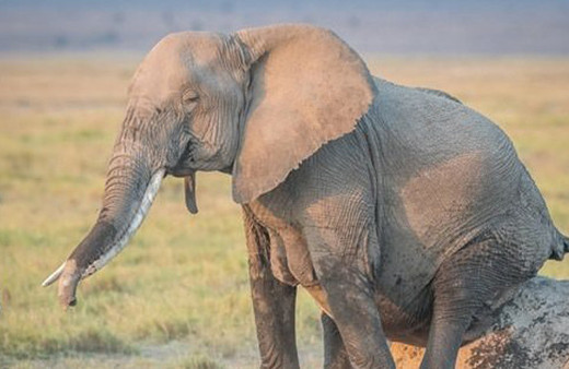 Çok nadir rastlanan o anlar böyle görüntülendi