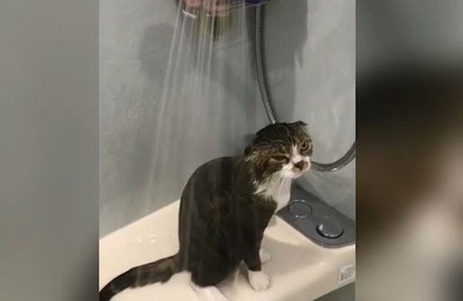 Duş alan agresif kedi