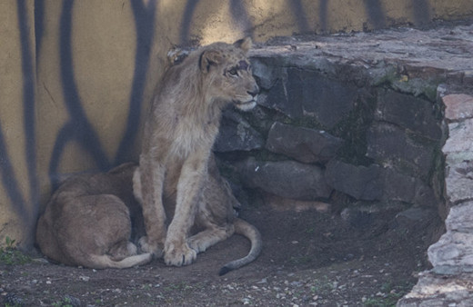 Erdoğan'a hediye edilen aslanlar Gaziantep'teki yuvalarına yerleştirildi