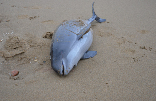  Yunuslar sahile vurdu