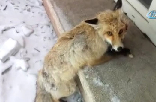 Köpeklerin saldırısına uğrayan tilki okul bahçesine sığındı