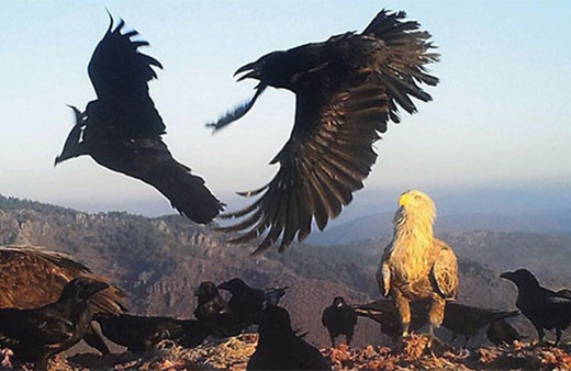 Nesli tükenme tehlikesindeki kara akbaba çoğalıyor!