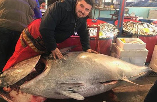 İzmir'de yakalan orkinos hayrete düşürdü