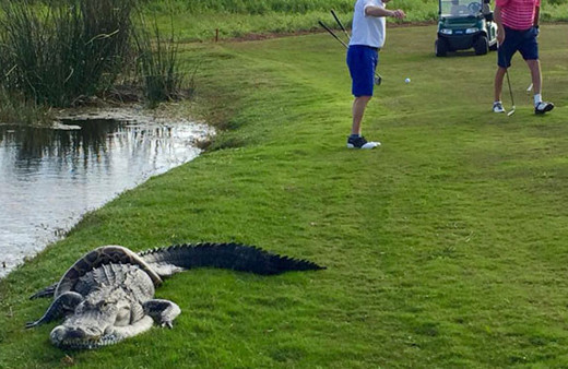 Golf sahasında şoke eden olay kimse ne olduğunu anlamadı