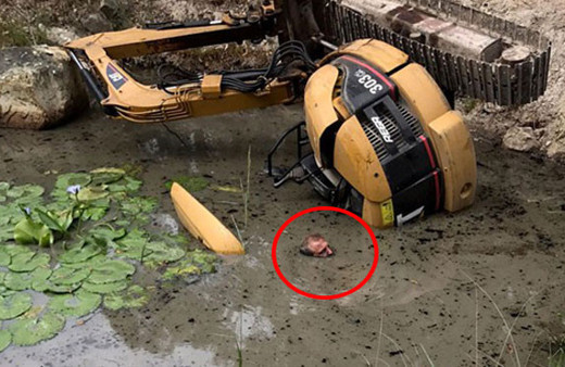 Ölümden kobra pozisyonuyla kurtuldu işte o dehşet verici anlar