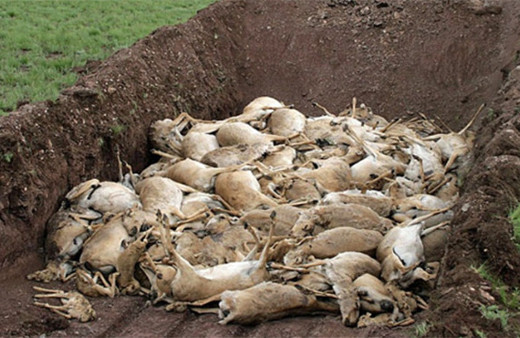 Aniden ölen  200.000 antilobun katili belli oldu