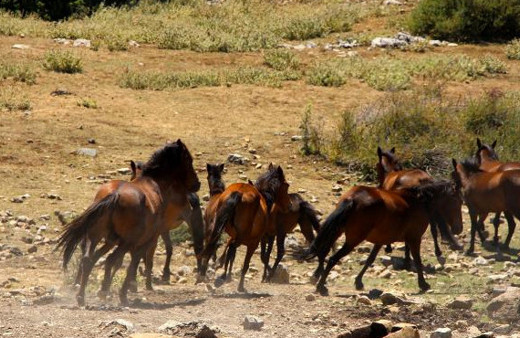 Manisa'daki Spil Dağı Milli Parkı'na yoğun ziyaretçi