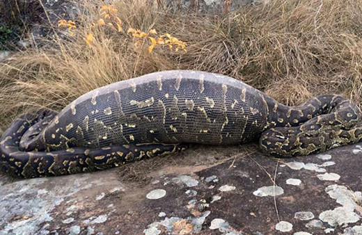 Yolda koca bir yılan gördüler içinden çıkan ise... Şoke olacaksınız!