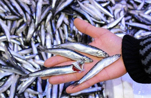 Hamsi tezgahlarını Gürcistan suları doldurdu