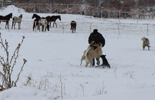 Köpeklerin dehşete düşüren kavgası kamerada