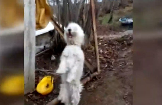 Kemeneçe sesi duyunca yerinde duramayan köpek