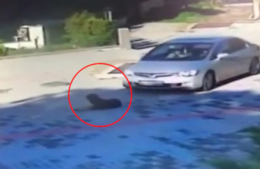 Böyle vicdansızlık görülmedi... Yolda duran köpeğe böyle çarptı