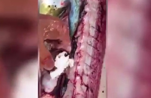  Balığın içinden çıkanlar şoke etti!