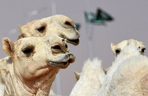 Deve güzellik yarışmasında botoks skandalı!