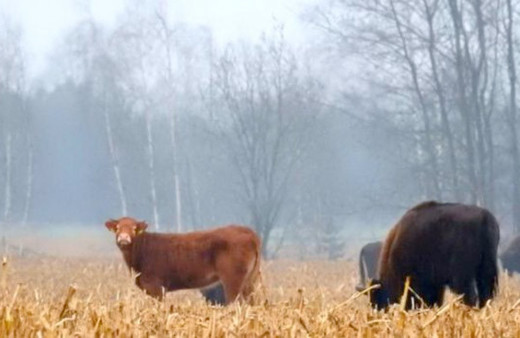 Özgürlük sevdalısı inek çiftlikten kaçıp bizonlara karıştı