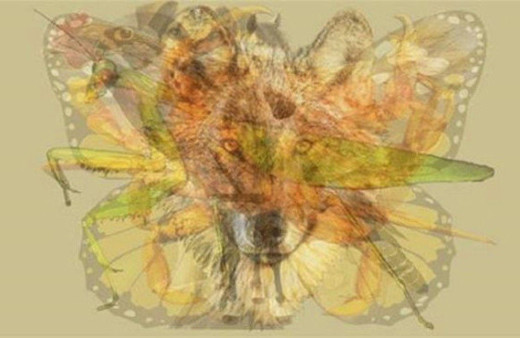 Fotoğrafta gördüğünüz ilk hayvan kişiliğinizi söylüyor