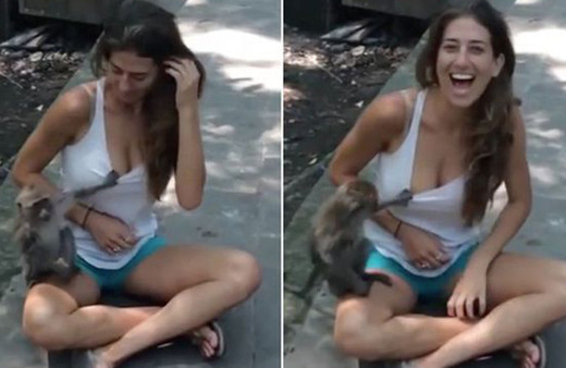 Meme meraklısı arsız maymun