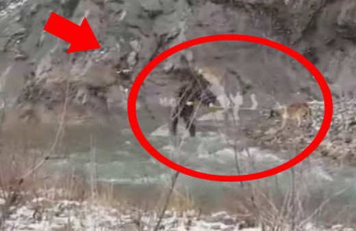 Açlıktan ölmek üzere olan köpek böyle kurtarıldı