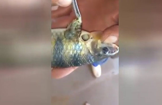 Balığı perişan eden dev parazit