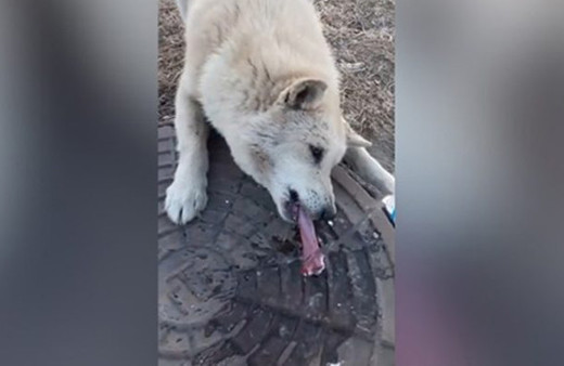 Rögar kapağına dili yapışan köpeği böyle kurtardı