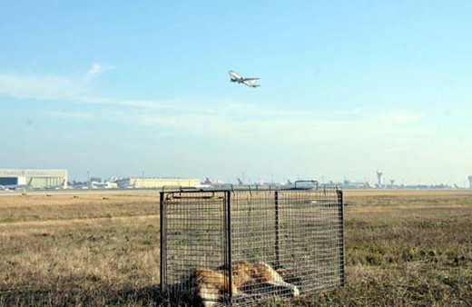 Atatürk Havalimanı'nda köpek timi! Pişmiş et tuzağı...