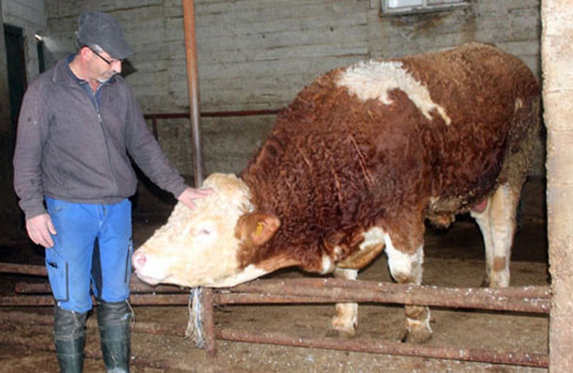 900 kiloluk danasını Mehmetçik’e bağışladı