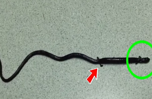 Bu hayvanı görürseniz yakın bir zamanda kıyamet kopacak