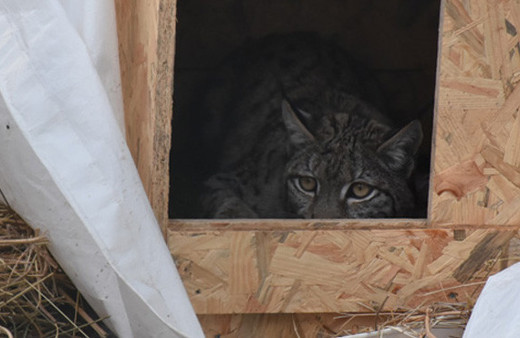 Bakanlık kazazede vaşağı uydudan izleyecek