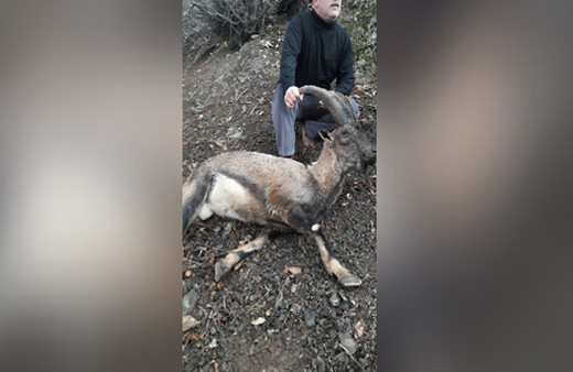 Koruma altındaki 2 dağ keçisi kaçak avcıların kurbanı oldu