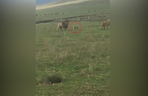 İki aslana saldıran yürek yemiş minik köpek!