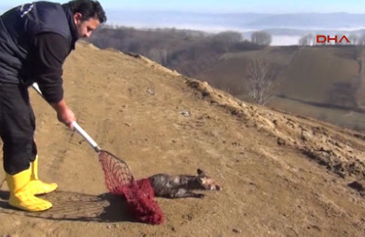 Bursa'da göle düşen tilkiler böyle kurtarıldı