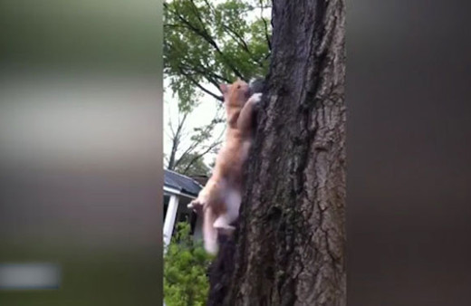 Doğaya salınan sincabı kedi kaptı