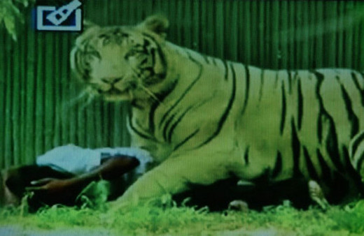 Genç adam kaplanın yuvasına girdi sonrası büyük vahşet