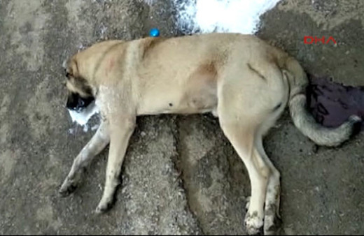 Sivas'ta kan donduran görüntüler valilik devrede