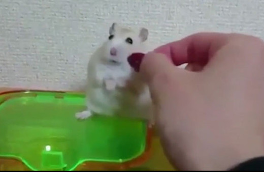 Yemeğiyle oynarken hamsterı küstürdü