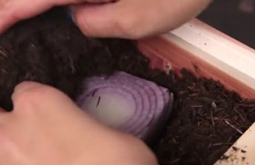 Evde tohumsuz sebze nasıl yetiştirilir?