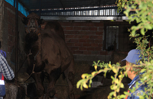 Şampiyon deve sahibini öldürdü!