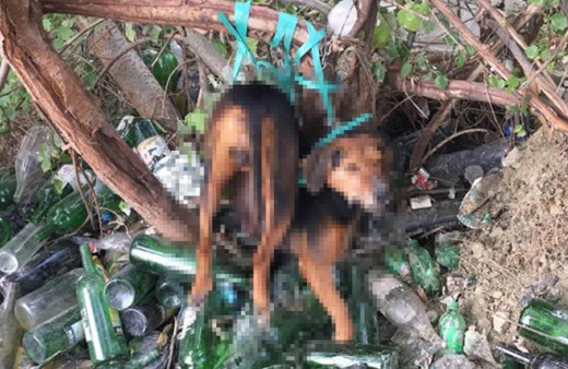 Akıl almaz iddia: Ağaca bağladıkları köpeğe tecavüz ettiler!
