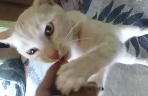 Bu da çekirdek çitleyen kedi