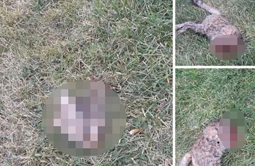 Şanlıurfa'da vahşet: Başı kesilmiş halde bulundu!