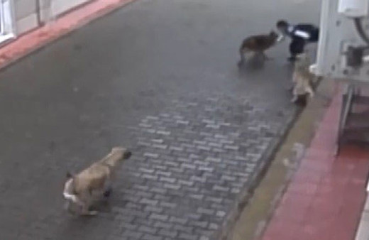 Aç kalan köpekler ilkokul öğrencisine böyle saldırdı! İşte dehşet anları...