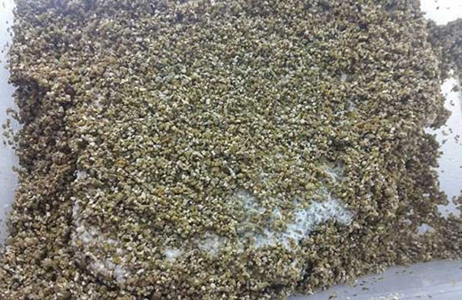 İşte dünyanın en büyük canlısı! Mavi balinaların unvanını elinden aldı!