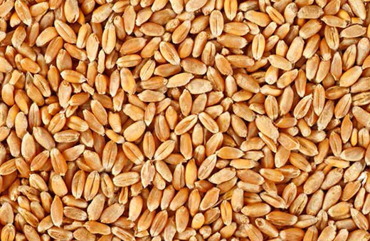 Hamile kadınlara şaşırtıcı buğday testi