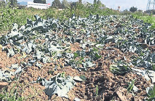 İzmir’de mide bulandıran olay!